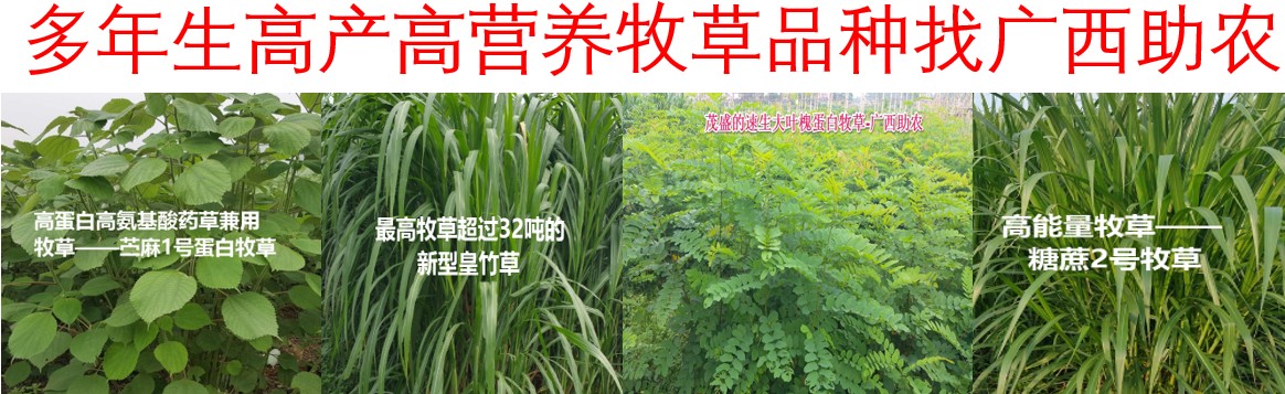 2025年多年生禾本科高產牧草品種推薦